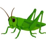 Grasshopper: Green grasshopper with large hind legs and long antennae.
