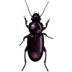 Ground Beetle: Shiny black ground beetle with an elongated body.