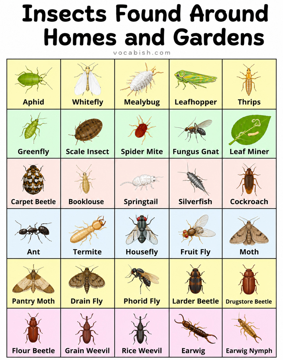 Insects Found Around Homes and Gardens