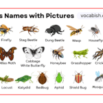 Insects Names in English with Their Pictures