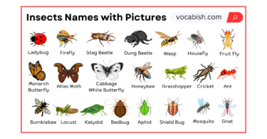 Insects Names in English with Their Pictures