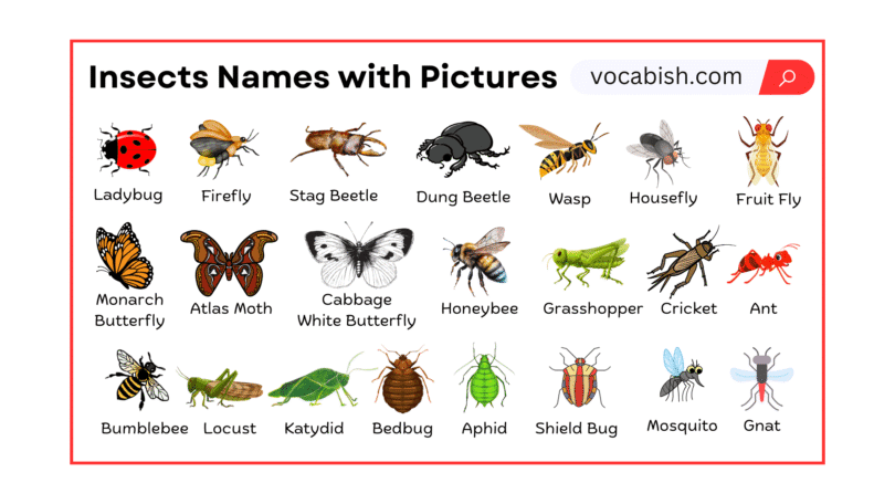 Insects Names in English with Their Pictures