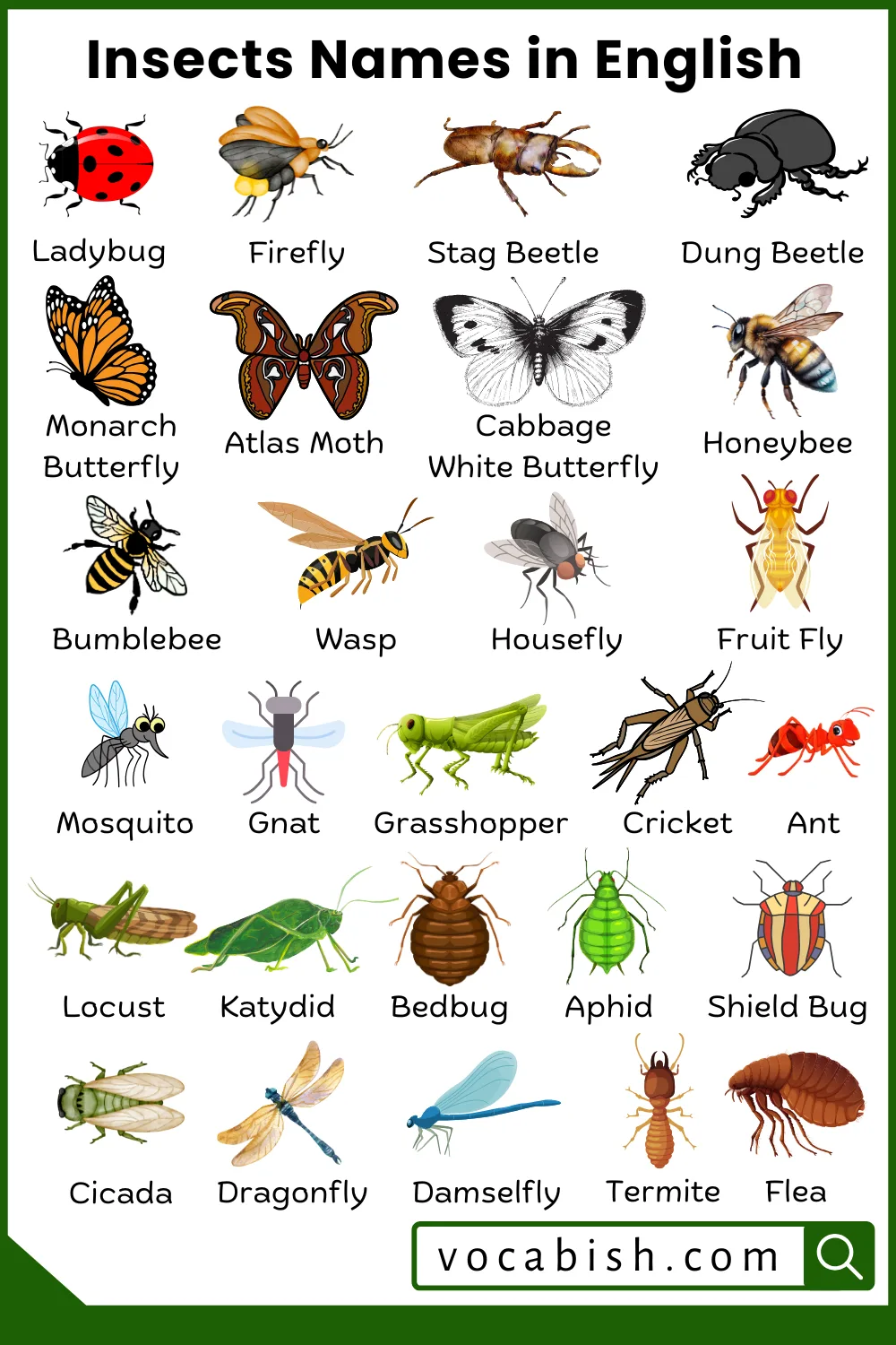 Insects Names in English with Their Pictures