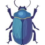 Jewel Beetle: Blue jewel beetle with a rounded metallic-looking shell.