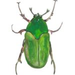 June Beetle: Green June beetle with a glossy body and visible legs.