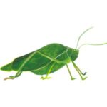 Katydid: Green katydid shaped like a leaf with long antennae.