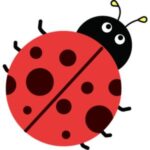 Ladybug: Red ladybug with black spots and a black head.