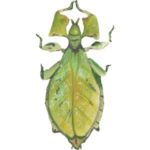 Leaf Insect: Green leaf insect with a body resembling a leaf.