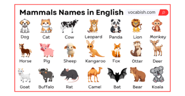 Mammals Names in English with Their Pictures