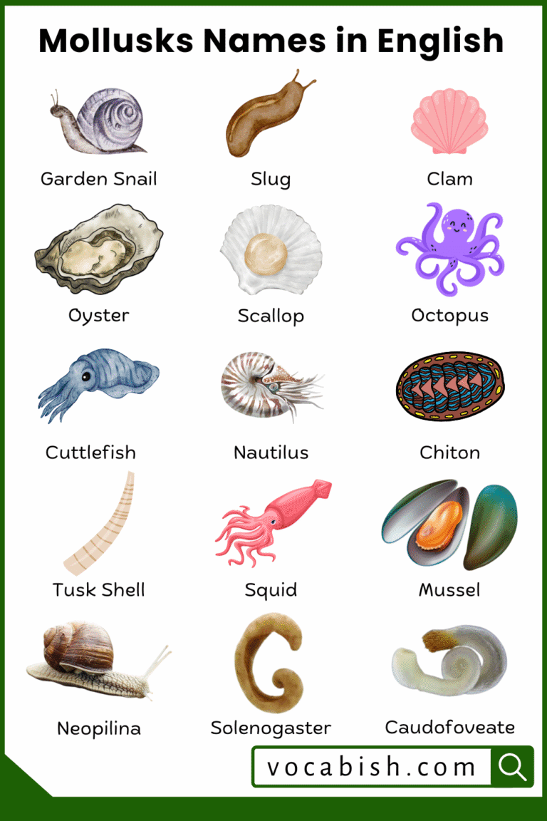 Mollusks Names in English with Their Pictures | Vocabish