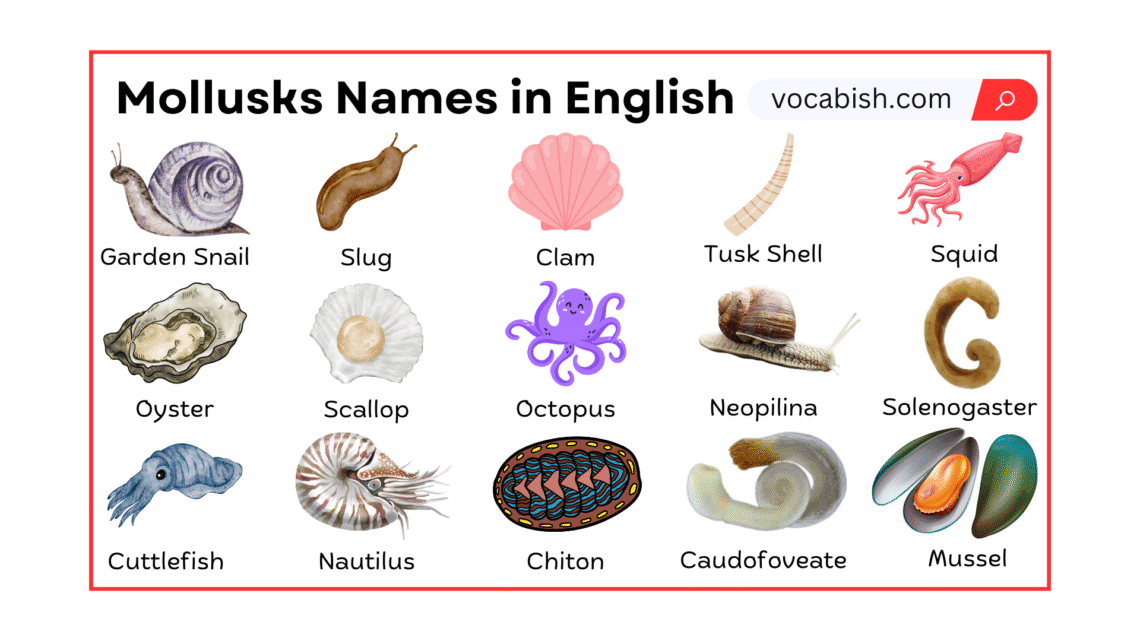 Mollusks Names in English with Their Pictures