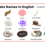 Mollusks Names in English with Their Pictures