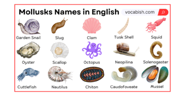 Mollusks Names in English with Their Pictures