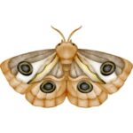 Moth: Light brown moth with four eye-like markings on its wings.