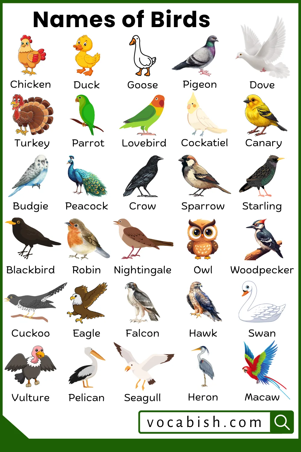 Types of Birds: Names in English with Pictures