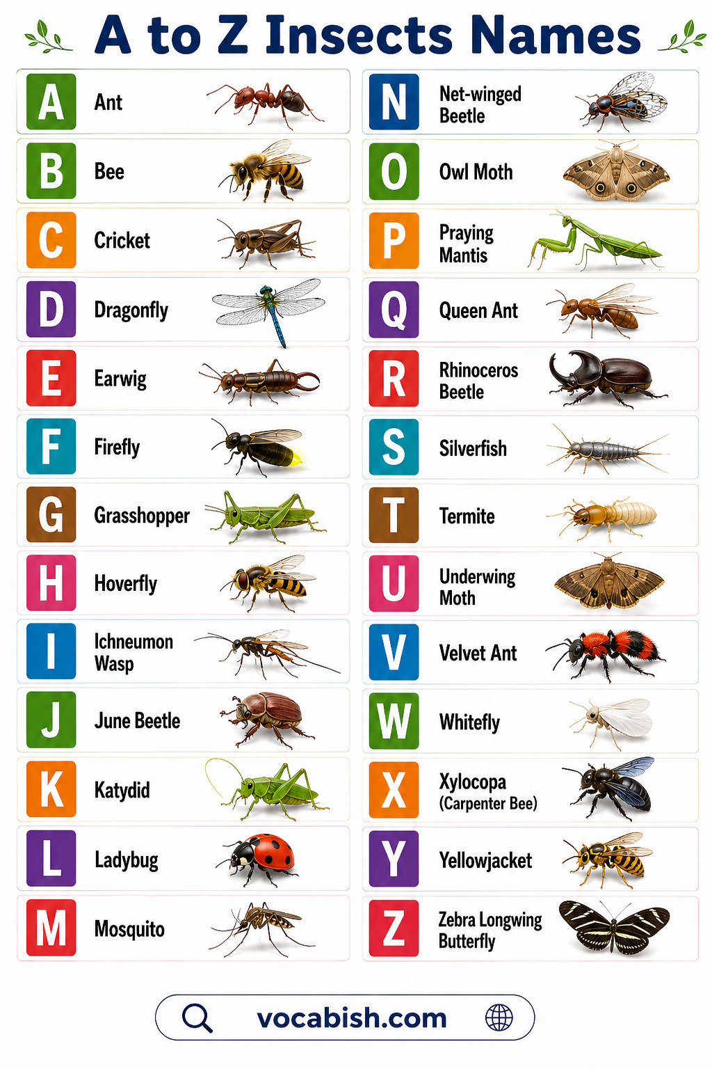 Names of Insects A to Z