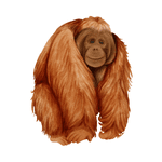 Orangutan
