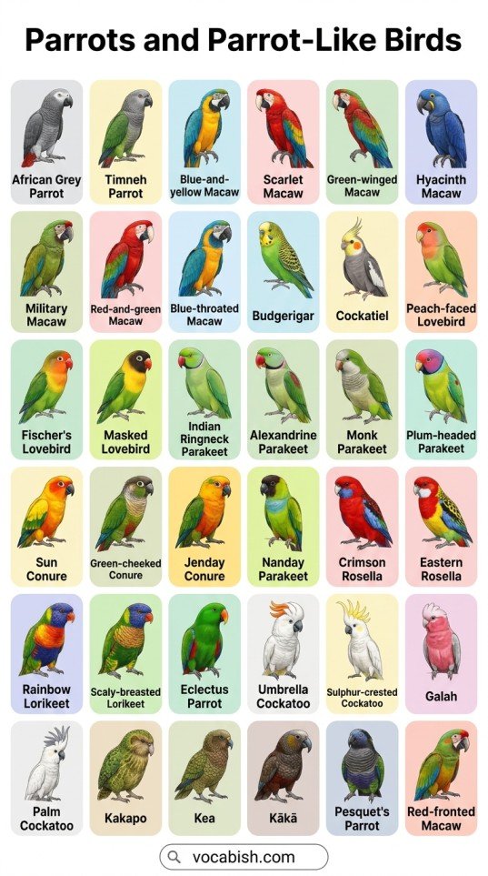 Types of Birds: Names in English with Pictures and PDF