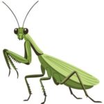 Praying Mantis: Green praying mantis with folded front legs and long body.