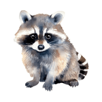 Raccoon