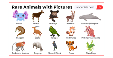 Rare Animals Names in English with Pictures
