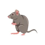Rat as a Viviparous Animal