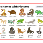 Reptiles Names in English with Their Pictures