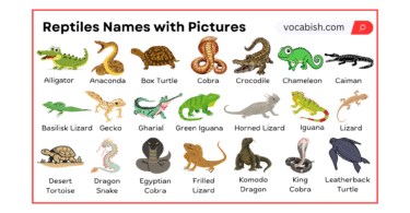 Reptiles Names in English with Their Pictures