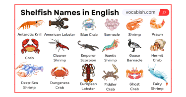 Crustaceans Names with Their Pictures | Shelfish Names
