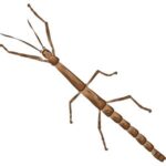 Stick Insect: Thin brown stick insect with a long twig-like body and legs.