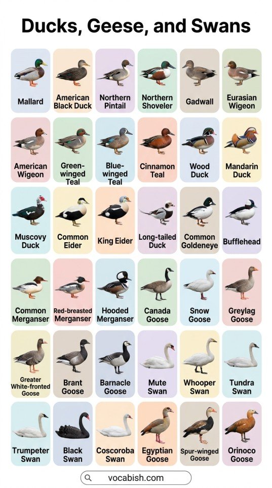 Types of Birds: Names in English with Pictures and PDF