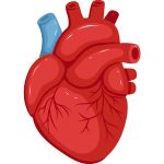 Anatomical Heart Emoji Meaning