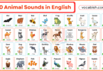 100 Animal Sounds in English