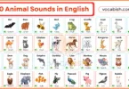 100 Animal Sounds in English