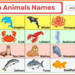 A to Z Ocean Animals Names List
