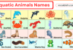 100+ Aquatic Animals Names in English with Pictures