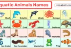 100+ Aquatic Animals Names in English with Pictures
