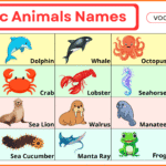 100+ Aquatic Animals Names in English with Pictures