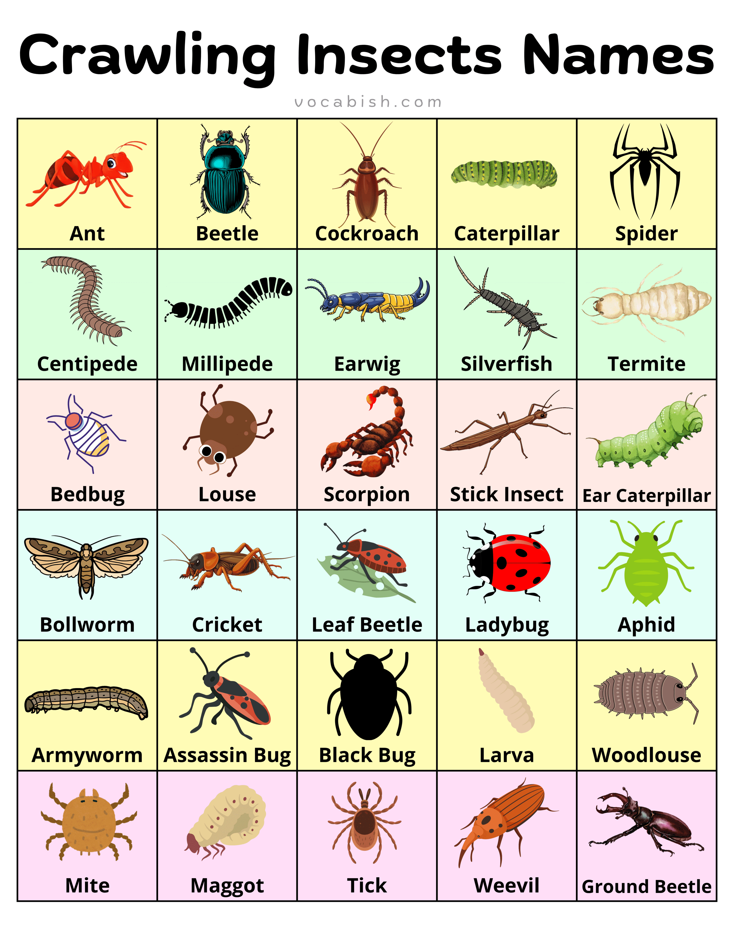 Crawling Insects Names in English with Pictures