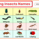 Crawling Insects Names with Photos