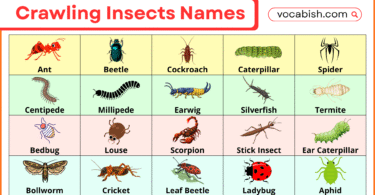 Crawling Insects Names with Photos