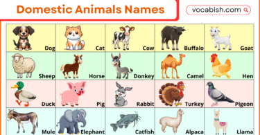 Domestic Animals Names with Pictures