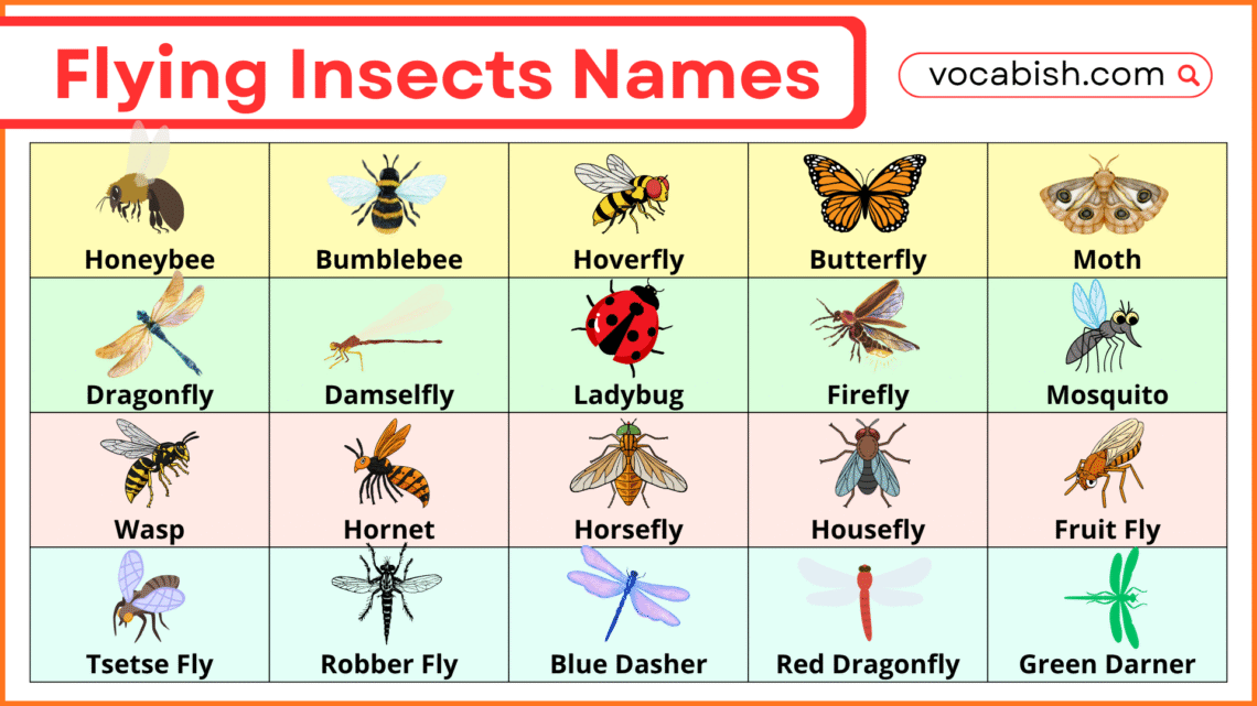 Flying Insects Names with Photos