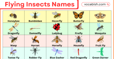 Flying Insects Names with Photos
