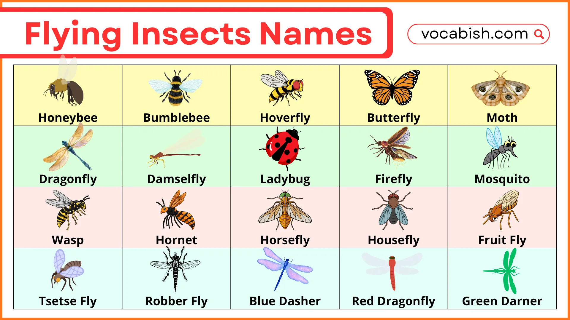 Flying Insects Names with Photos