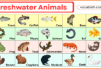 250+ Freshwater Animal Names in English with Pictures