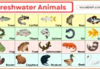 250+ Freshwater Animal Names in English with Pictures