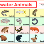 Freshwater Animals Names with Pictures