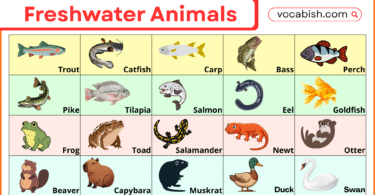 Freshwater Animals Names with Pictures