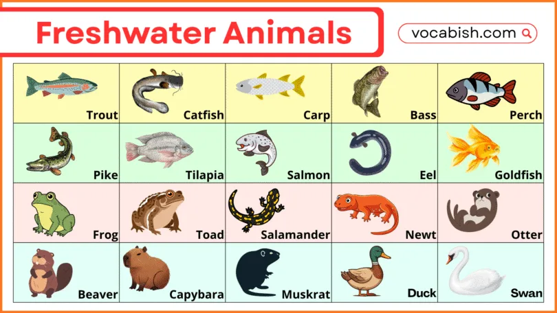 250+ Freshwater Animal Names in English with Pictures
